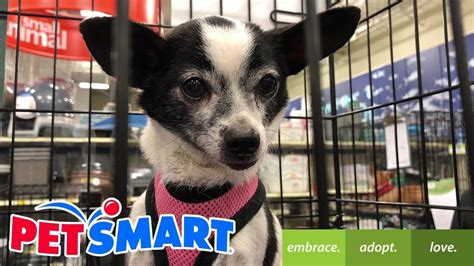 PetSmart Dog Adoption - YouTube