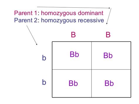 Gregor Mendel & Punnett Squares