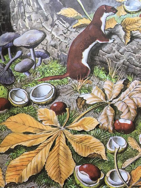 Charles Tunnicliffe, an inspiration (With images) | Ladybird books, Nature illustration ...