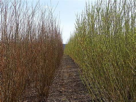 Shrub willow as a bioenergy crop | Soil Science Society of America