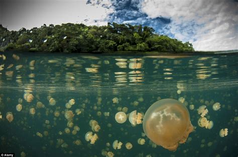 From jellyfish-infested waters to bright pink pools, the world’s strangest lakes revealed (but ...