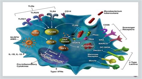 Pathogen Recognition Receptors (PRRS) & Pathogen Associated Molecular ...