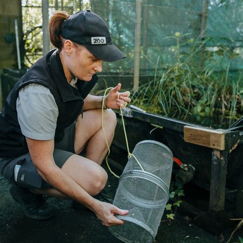 Auckland Zoo on Twitter: "We’re backing the black mudfish for # ...