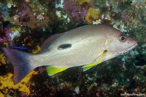 Lutjanus russellii - Moses Snapper | Reef Life Survey