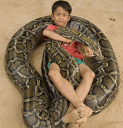 Invasive Species: Burmese Python