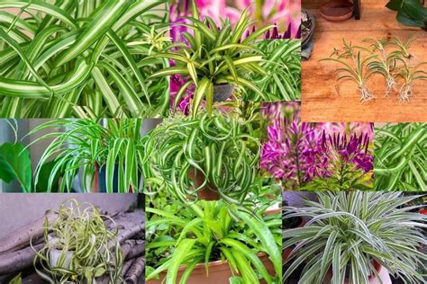 14+ Spider Plant Types - AlanaghKera