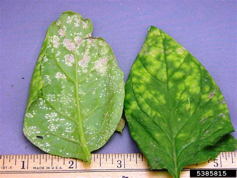 white rust (Albugo occidentalis ) on spinach (Spinacia oleracea ) - 5385815