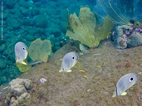 Snorkeling Saint Lucia | A Guide to the Best Spots | Snorkeling Report