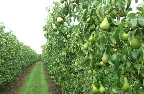 Fruit Plants - Grape Vine Plant Wholesale Trader from Gurgaon