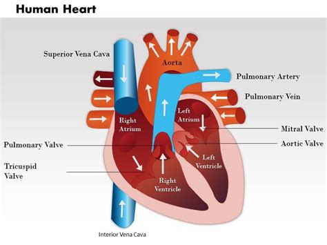 0514 Human Heart Medical Images For PowerPoint 2 | PowerPoint Presentation Slides | PPT Slides ...