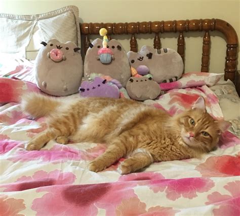 My Cat Posing with Pusheen Plushies : r/SupermodelCats