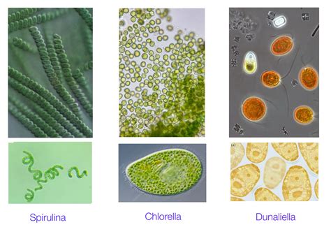 Microalgae - Paula Franco