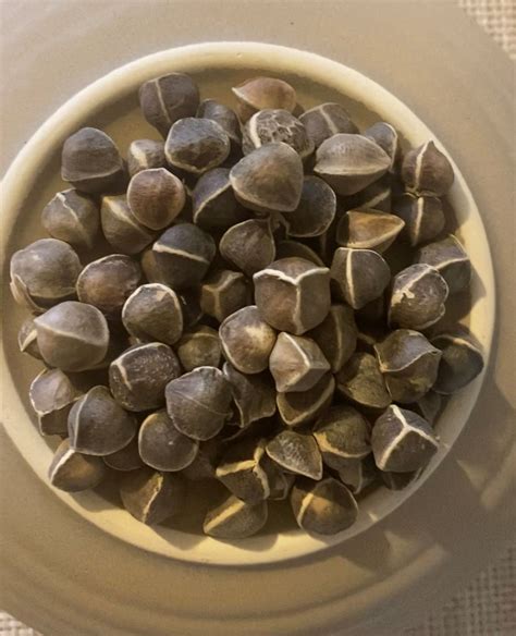 Moringa Oleifera Seeds – Homestead Heart