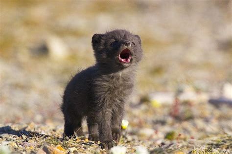 Arctic Fox pup : aww