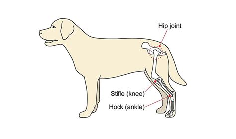 Dog Limping On Back Leg: Causes and Treatment