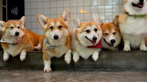 รูปภาพ"Funny Corgi" – เลือกดูภาพถ่ายสต็อก เวกเตอร์ และวิดีโอ770 | Adobe Stock