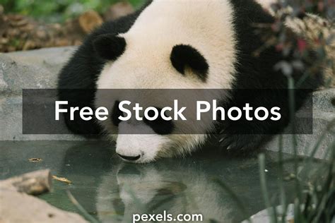 Bear Drinking Water Photos, Download The BEST Free Bear Drinking Water ...