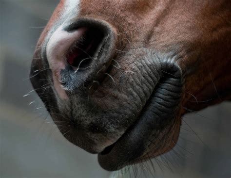 Horse Mouth And Nose - HooDoo Wallpaper