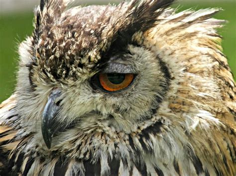 Free stock photo of bird of prey, eagle owl, feathers