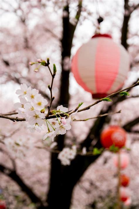 Cherry Blossoms and Sakura Festival Lanterns Along Shingashi River,Kawagoe,Saitama,Japan in ...