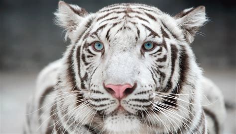 Animal Welfare Group Continues Push to Cancel White Tiger Exhibit - OnFocus