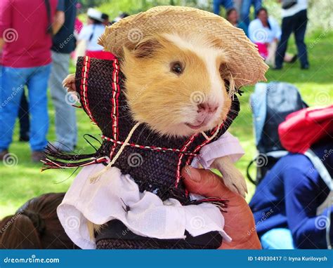 Guinea Pig Dressed in Traditional Clothes of Cuenca City, Ecuador Stock Image - Image of travel ...