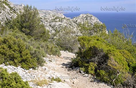 Image Hiking trail, Calanques National Park, France - 533162 - Images of Plants and Gardens ...