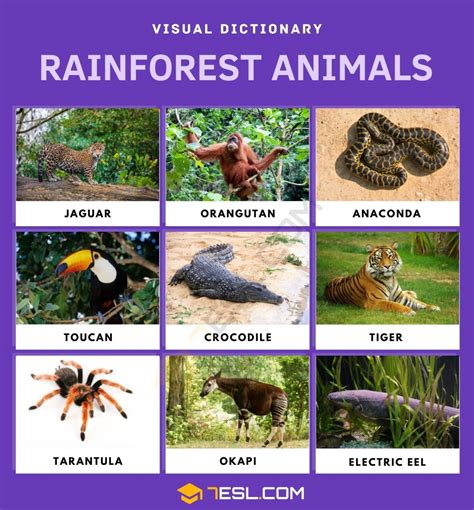 List of Rainforest Animals in English with Facts and Pictures • 7ESL