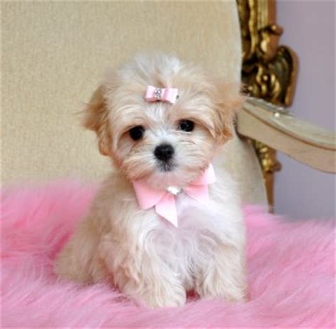 Malchi (Chihuahua-Maltese Mix) Info, Temperament, Puppies, Pictures Video