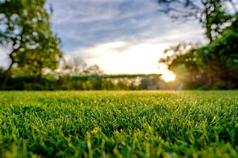 Grass-Sunset | McMullen Landscaping