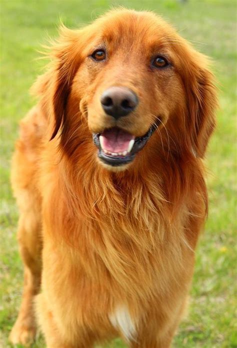 Beautiful Golden Retriever smile Golden Retriever Smile, Golden Retriever Grooming, Golden ...