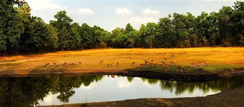 Bandhavgarh National Park, India 2024: Best Places to Visit - Tripadvisor