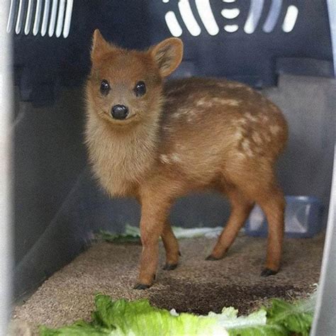 The Pudu Deer is the world’s smallest deer… They live in bamboo ...