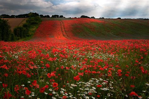 Fred Napoli – In Flanders Fields (Remembrance Day) | FYIMusicNews