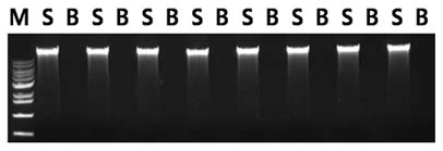 ExiPrep Plus Tissue Genomic DNA Kit - from Bioneer