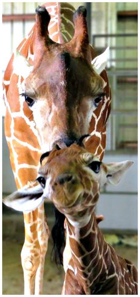 Jacksonville Zoo and Gardens welcomes baby giraffe | Cute animals, Animals beautiful, Animals wild
