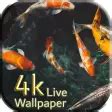 Carp Koi fish live wallpaper 4K resolution free APK for Android - Download