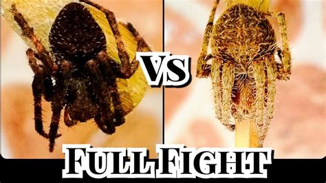 Philippine Derby Spider Full Fight - Gagamba Tv - YouTube