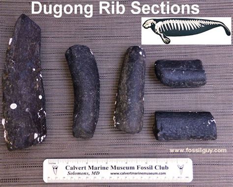 Fossilguy.com: Peace River Fossil Identification