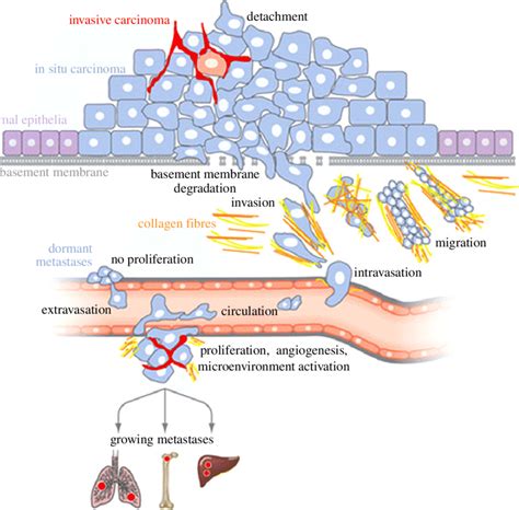 A Metastasis Map Of Human Cancer Cell Lines