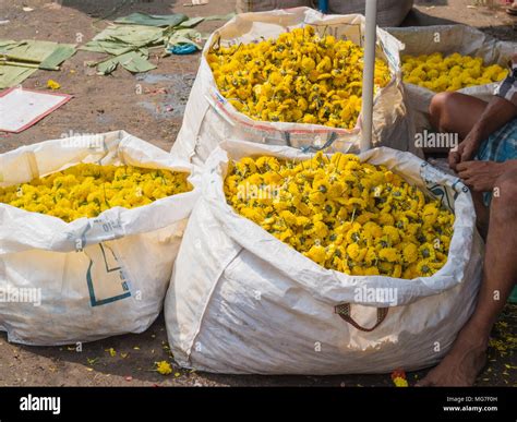 Marigold flower heads for sale at Madurai flower market in Tamil Nadu ...