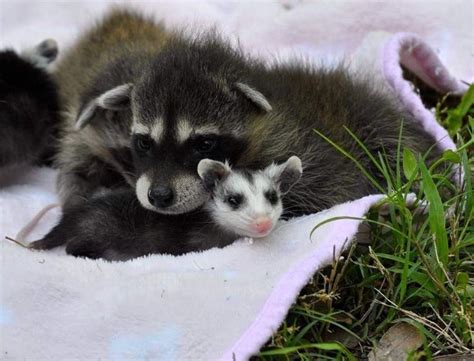 Pin by raa on animaliyos | Cute little animals, Pet raccoon, Raccoon funny