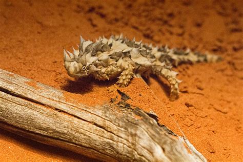 Thorny Devil Lizard Photograph by Douglas Barnard - Fine Art America