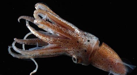 SQUID in its natural habitat. | Sea life | Pinterest