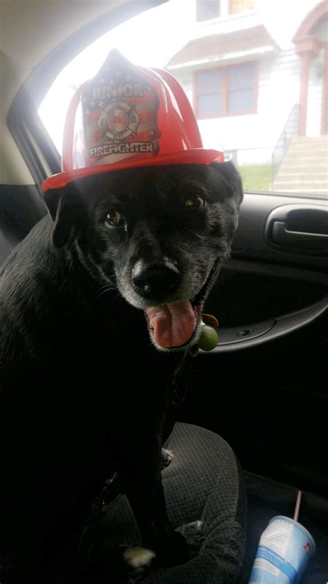 Firefighter puppy to the rescue! : aww