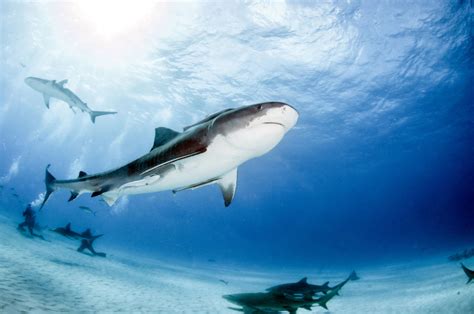 The Best Places To Dive With Tiger Sharks