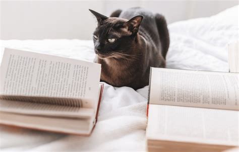 Wallpaper cat, cat, books images for desktop, section кошки - download