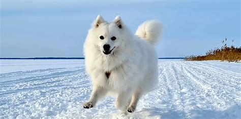 Japanese Spitz: Info, Pictures, Characteristics Facts, 45% OFF