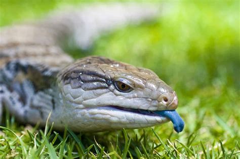 15 Interesting Facts About Blue Tongue Skink