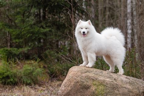 Why Are Samoyeds Fluffy? - Happy Samoyed